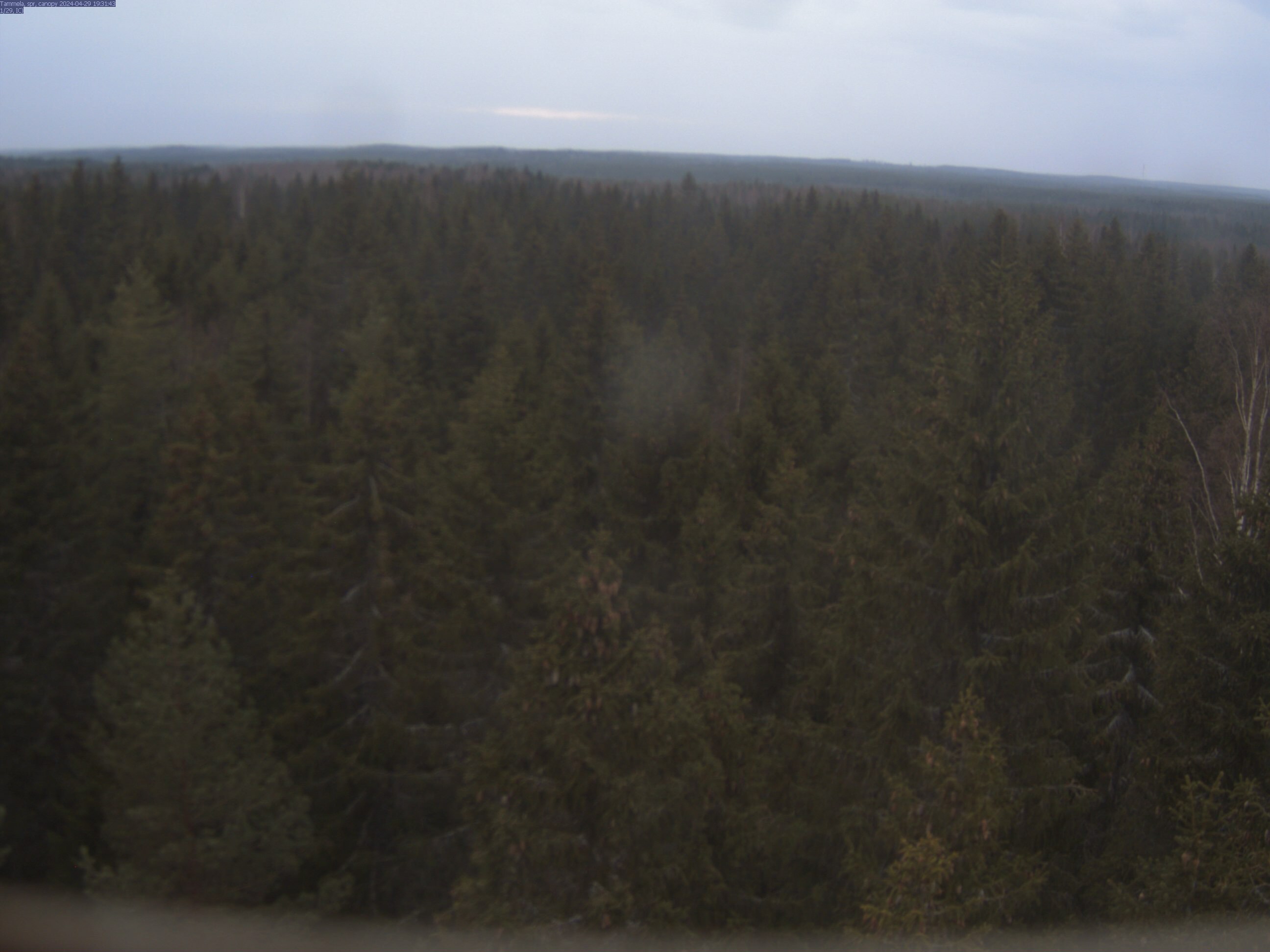 tree phenocam image 1
